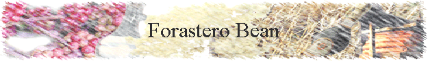 Forastero Bean