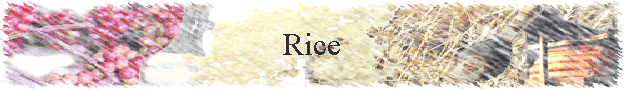 Rice