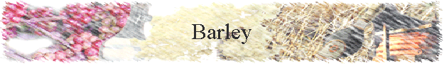 Barley