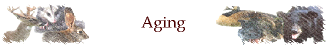 Aging