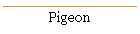 Pigeon