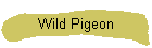 Wild Pigeon