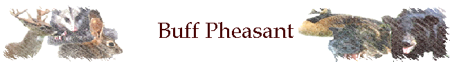 Buff Pheasant