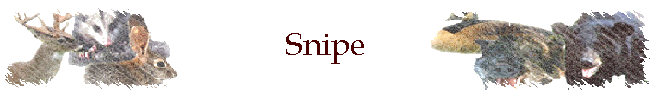 Snipe