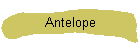 Antelope