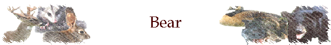 Bear