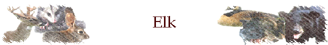 Elk