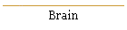 Brain