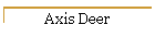 Axis Deer