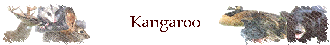 Kangaroo