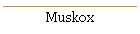 Muskox