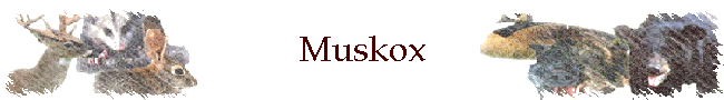 Muskox