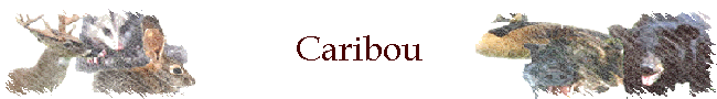 Caribou