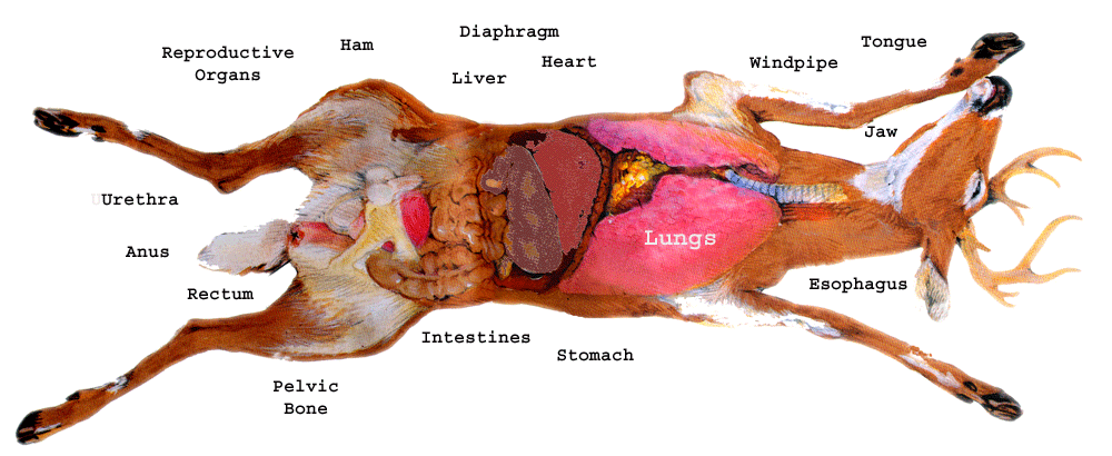 Meat On A Deer Chart