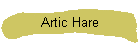 Artic Hare