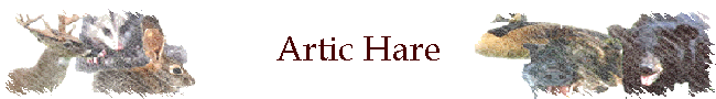 Artic Hare