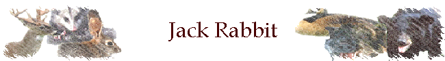 Jack Rabbit