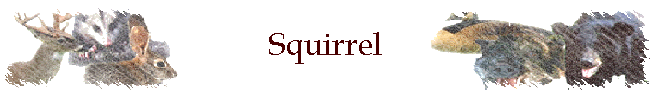 Squirrel