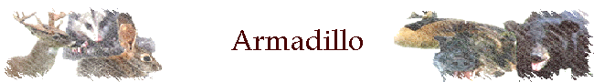 Armadillo