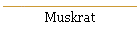 Muskrat