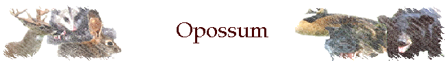 Opossum