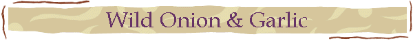 Wild Onion & Garlic