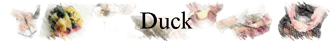 Duck