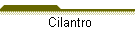 Cilantro