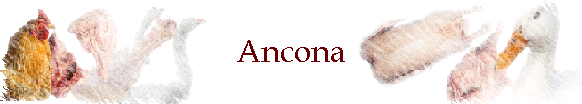 Ancona