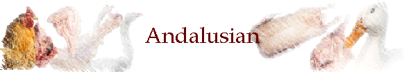 Andalusian