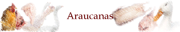 Araucanas