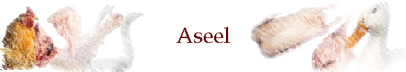 Aseel