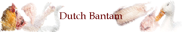 Dutch Bantam