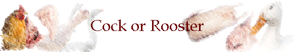 Cock or Rooster