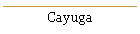 Cayuga