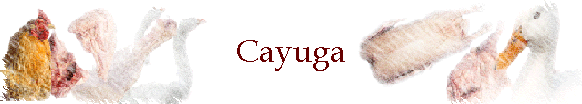 Cayuga