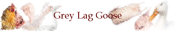 Grey Lag Goose