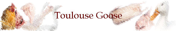 Toulouse Goose