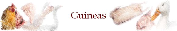 Guineas
