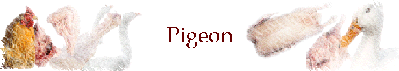 Pigeon