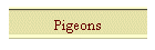 Pigeons