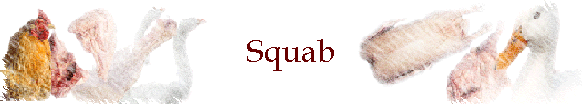 Squab