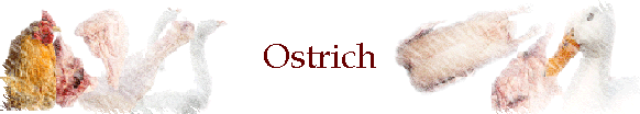 Ostrich