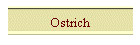 Ostrich