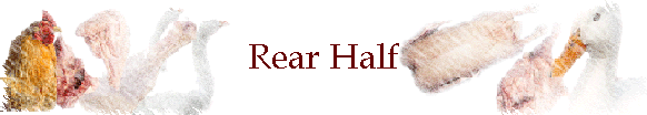 Rear Half