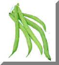 Green Beans B.jpg (19079 bytes)