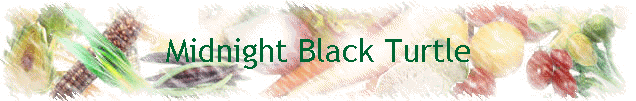 Midnight Black Turtle