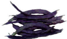 pole_bean_purple_peacock.jpg (13060 bytes)