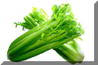 Celery B.jpg (155451 bytes)