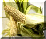 Corn White.jpg (50756 bytes)